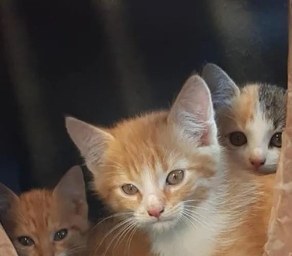 Kastnerhof יאניג