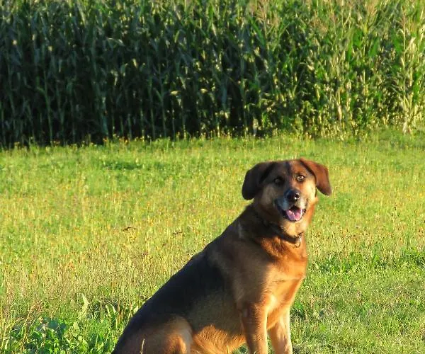 Kastnerhof יאניג